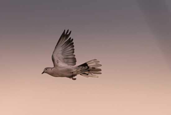 Holy Spirit, represented by a Dove, descending on this earth, guiding, counseling & empowering people