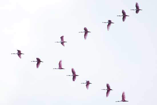 Birds migrating to far distant lands knowing where to fly and when to fly, which has baffled humans