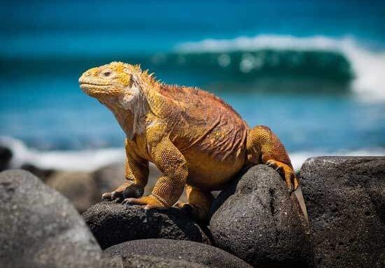 An iguana on the Galapagos islands where Charles Darwin developed a theory of origins other than Creationism