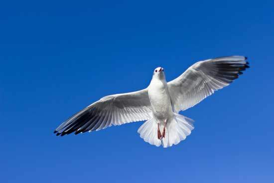 A flying dove, which represents the Holy Spirit