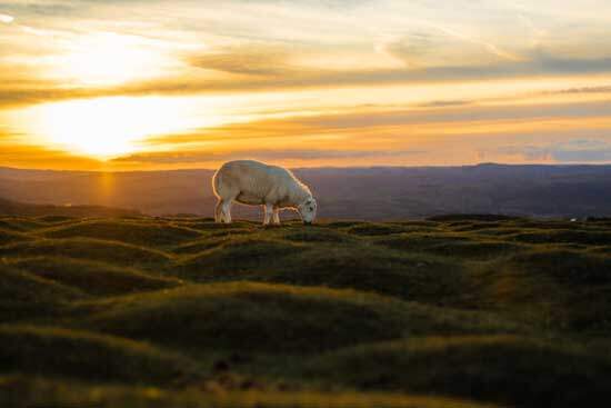 A lamb grazing in green pastures with the sun setting, reminding us of God making everything good in the Creation story
