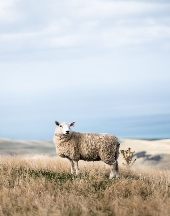 A lone lost sheep on a hill pointing back to the main purpose of sermons to reach those lost.