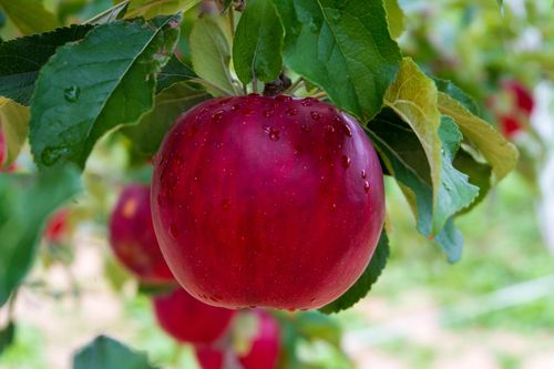 Apple on a tree as we discuss how the life of humility and Christ-likeness of Ellen White revealed fruit of the Holy Spirit.