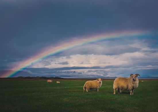 A rainbow over a field of sheep, showing the covenant promises and Advent hope.