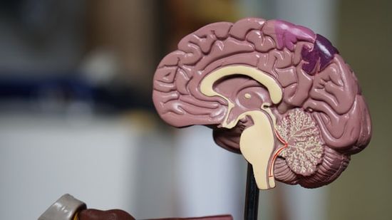  A cut-out model of the brain