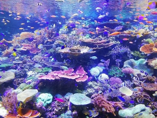 A colorful coral reef created by God on the fifth day of Creation