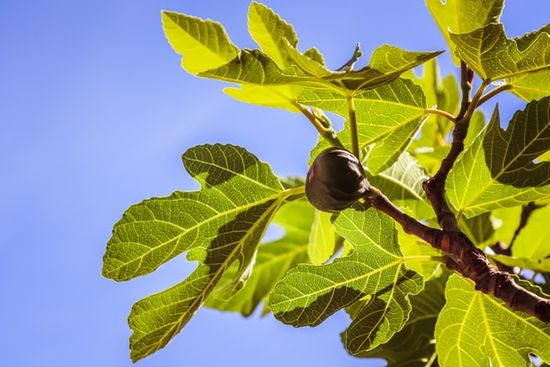 A branch of a fig tree, like the one in Jesus' parable of the budding fig tree