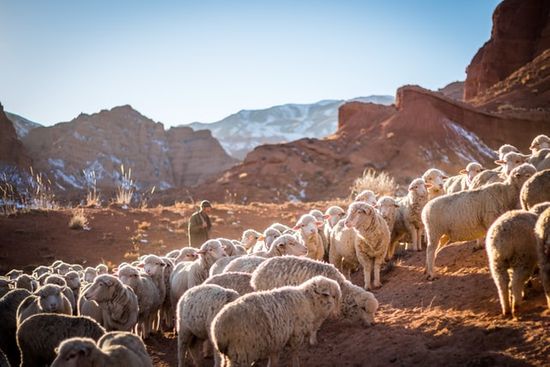A shepherd with sheep in the desert
