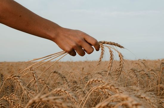 A hand picking grain just as the disciples did when they were hungry on the Sabbath