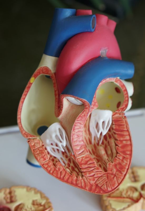 A model of a heart as we discuss the connections between diet and cardiovascular disease