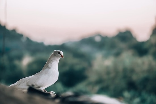 A dove, symbolizing the Holy Spirit whom we can ask to guide us into all truth