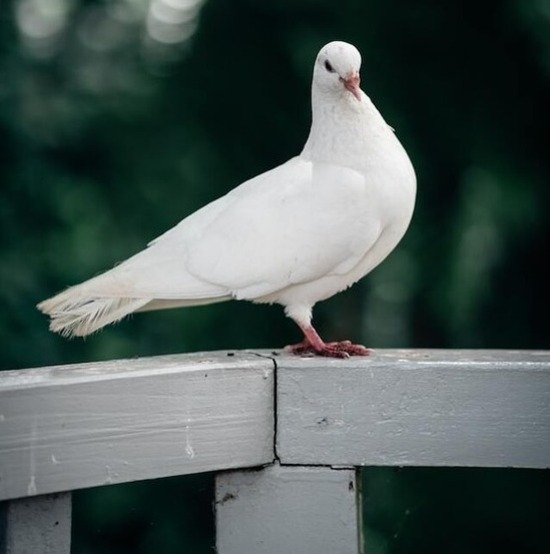 A dove symbolizing the Holy Spirit and its spiritual gifts, including the gift of prophecy