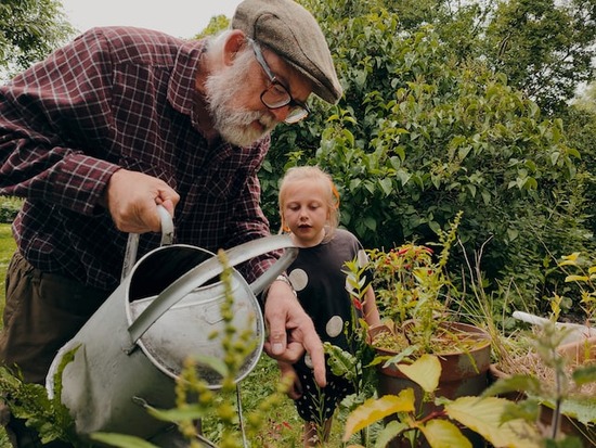 An old man and his granddaughter watering an herb garden for natural remedies