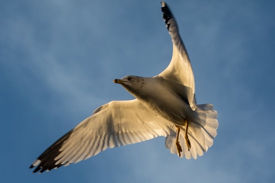 A dove, representing the Holy Spirit that inspires God's messengers