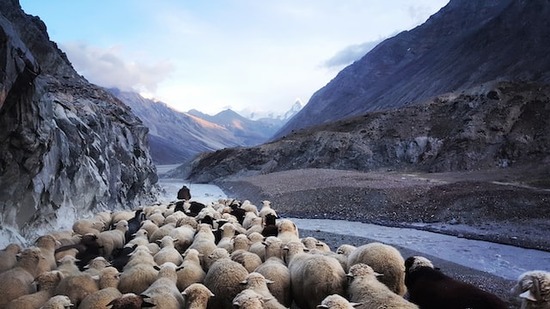 A shepherd leading a flock of sheep through a valley between mountains, similar to how David cared for sheep before becoming the king of Israel