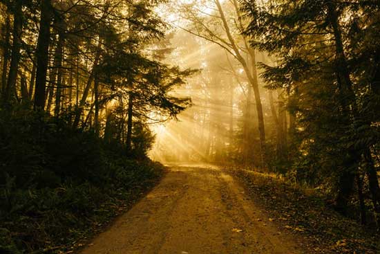 A pathway through a forest with light streaming in ahead, illustrating how Bible prophecy sheds light on our path in life