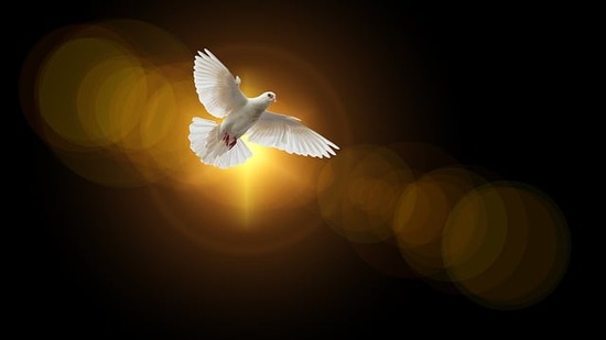 A dove representing the Holy Spirit who guides us to truth in the Scriptures