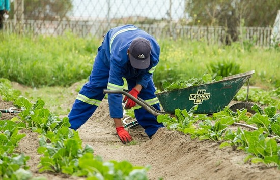  A student working in a garden at an Adventist school