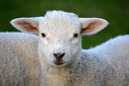 A lamb representing Jesus