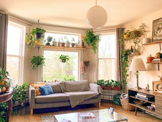 A living room with lots of green plants that purify the air