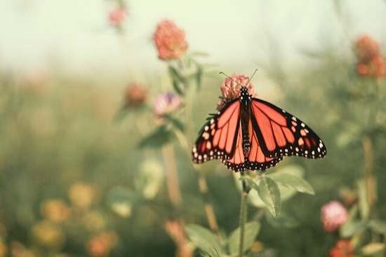 A butterfly on a clover flower, representing the transformation that happens in the life of a Christian