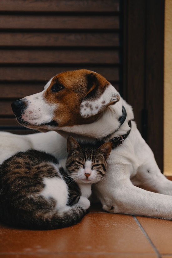 A cat and dog sit in peaceful companionship with one another. 