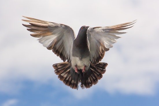 A pigeon, similar to the dove sometimes used to symbolize the Holy Spirit