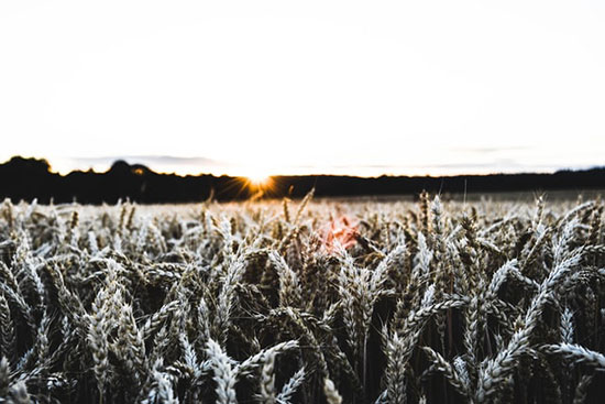 A field of wheat before a sunrise, symbolizing the Millerites' disappointment the day after