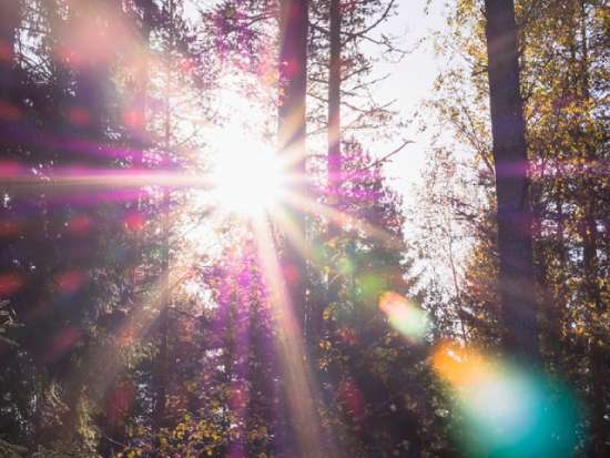 The blinding sun shining through trees in a forest