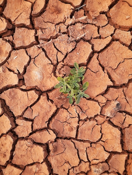 One lone plant growing out of cracked, parched soil, symbolizing Mark's perseverence